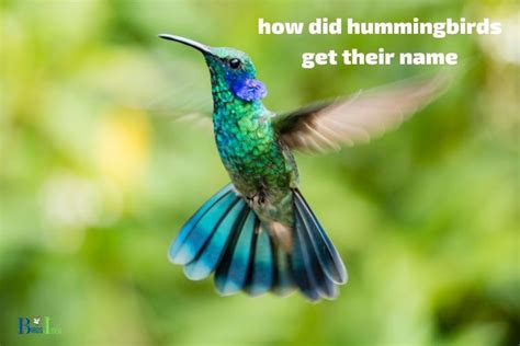  How the Hummingbird Got Its Colors! - A Vibrant Brazilian Folktale Exploring Nature's Wonders and Selflessness