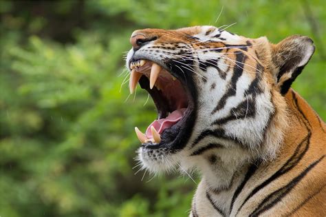  Neem de Tijger! Een Verhaal over Dromen, Ambitie en een Eindeloos Zoektocht naar Rechtvaardigheid