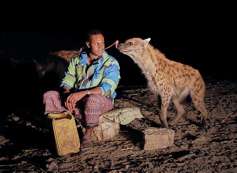  The Howling Hyena! - A Second Century Ethiopian Folktale Exploring Themes of Deception and Redemption